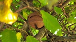 Primärnest der Asiatischen Hornisse in einem Baum