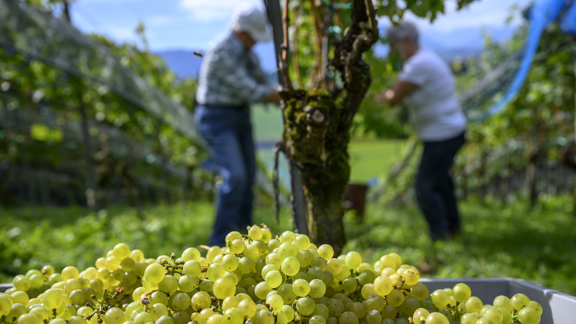 Luzerner Weinlese 2025: Aufgrund des üppigen Fruchtansatzes füllten sich die Erntegebinde rasch.