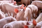 Schweine in einem Stall
